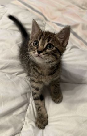 Bengal BKH Kitten 3 Kater & 1 Katze