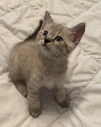 Bengal BKH Kitten 3 Kater & 1 Katze