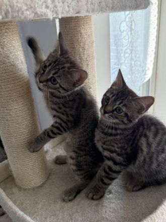 Unsere vier kleinen Bengal-BKH-Mixe suchen ein liebevolles Zuhause