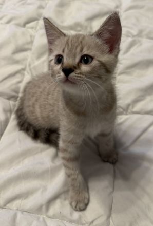 Bengal BKH Kitten 3 Kater & 1 Katze