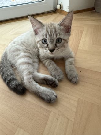 Unsere vier kleinen Bengal-BKH-Mixe suchen ein liebevolles Zuhause