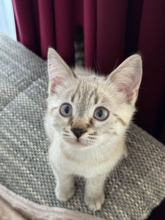 Unsere vier kleinen Bengal-BKH-Mixe suchen ein liebevolles Zuhause