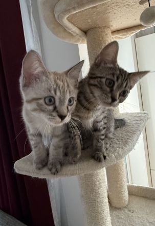 Unsere vier kleinen Bengal-BKH-Mixe suchen ein liebevolles Zuhause