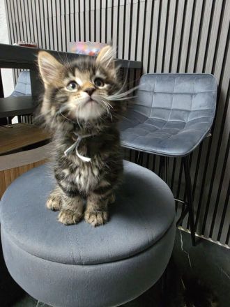 Süße Maine Coon Kitten aus liebevoller Hobbyzucht