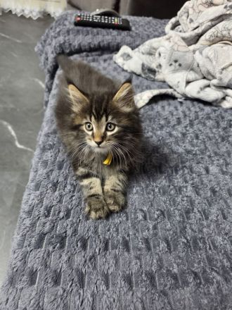 Süße Maine Coon Kitten aus liebevoller Hobbyzucht