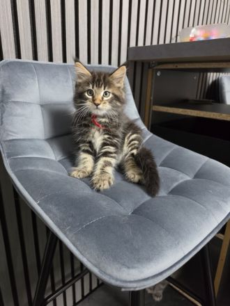 Süße Maine Coon Kitten aus liebevoller Hobbyzucht