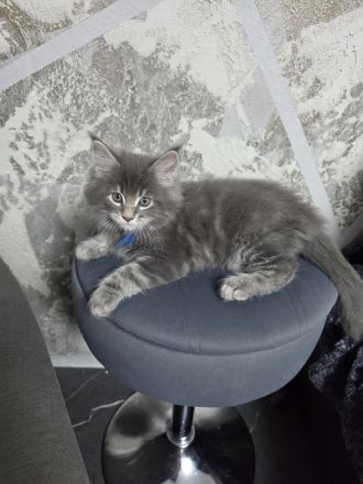 Süße Maine Coon Kitten aus liebevoller Hobbyzucht