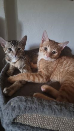 Kleiner Orangen-Sonnenschein (5 Monate) sucht Zuhause