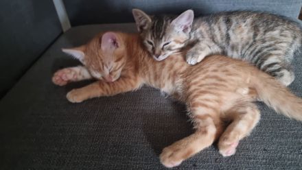 Kleiner Orangen-Sonnenschein (5 Monate) sucht Zuhause