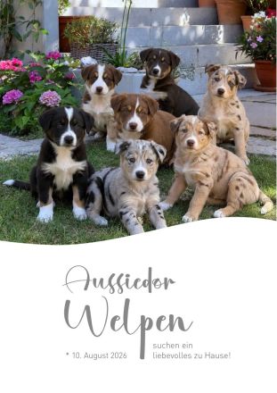 Aussiedor Welpen Welpen suchen ein liebevolles Zuhause!