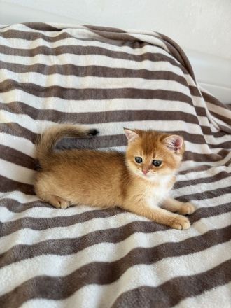 BKH 2 Kitten Golden Chinchilla