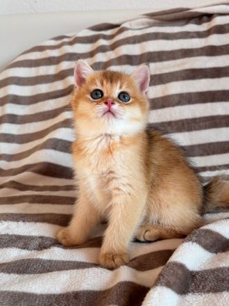 BKH 2 Kitten Golden Chinchilla