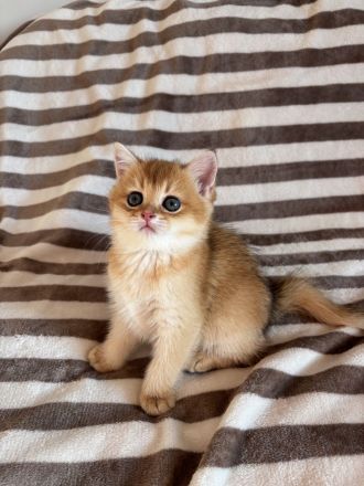 Reinrassige BKH Kitten Golden Chinchilla