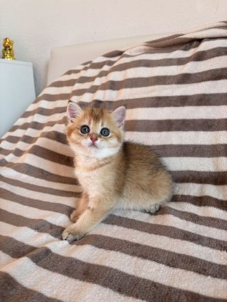 Reinrassige BKH Kitten Golden Chinchilla