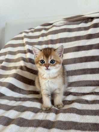 Reinrassige BKH Kitten Golden Chinchilla