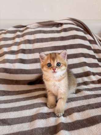 Reinrassige BKH Kitten Golden Chinchilla