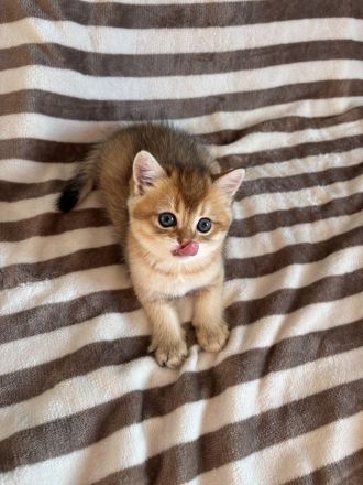 Reinrassige BKH Kitten Golden Chinchilla