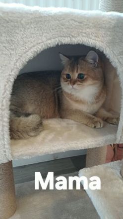 Reinrassige BKH Kitten Golden Chinchilla