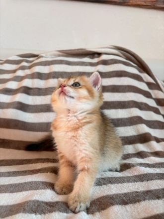 BKH 2 Kitten Golden Chinchilla