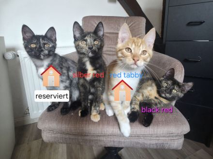 Maine Coon Kitties suchen ein neues Zuhause