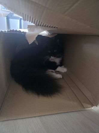 Maine Coon Kitties suchen ein neues Zuhause