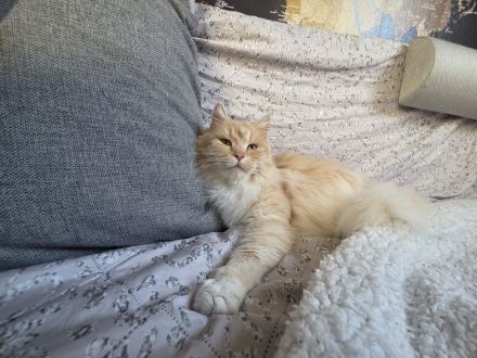 Maine Coon Kitties suchen ein neues Zuhause