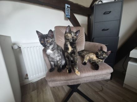Maine Coon Kitties suchen ein neues Zuhause