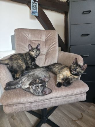 Maine Coon Kitties suchen ein neues Zuhause