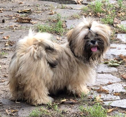 Zauberhafte Lhasa Apso (WT 15.04.26) aus langjähriger VDH-Liebhaberzucht