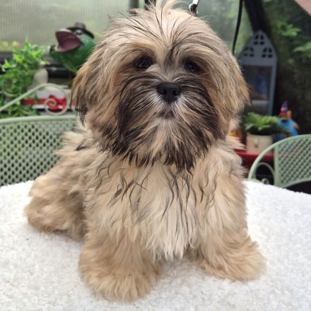 Zauberhafte Lhasa Apso aus langjähriger VDH-Liebhaberzucht