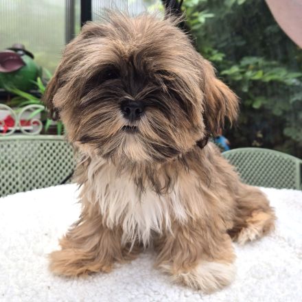 Zauberhafte Lhasa Apso aus langjähriger VDH-Liebhaberzucht