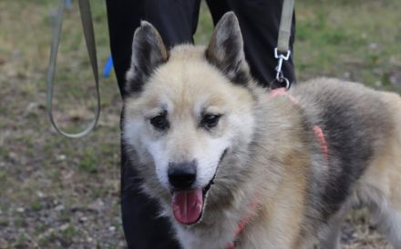 Kuscheliger und freundlicher Husky Mix Pepe sucht Zuhause