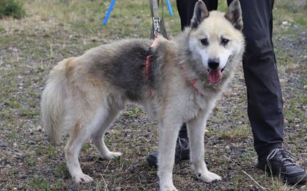 Kuscheliger und freundlicher Husky Mix Pepe sucht Zuhause