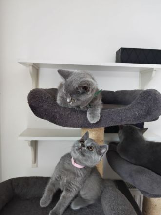 BKH Kitten dürfen ausziehen