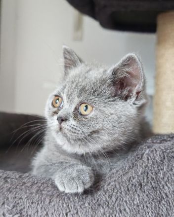 BKH Kitten dürfen ausziehen