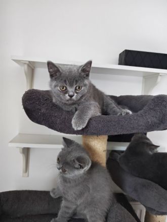 BKH Kitten dürfen ausziehen