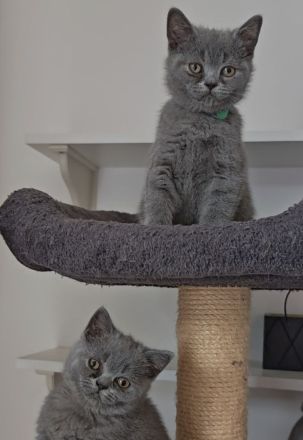 BKH Kitten dürfen ausziehen