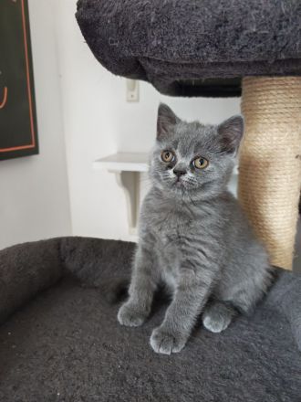 BKH Kitten dürfen ausziehen