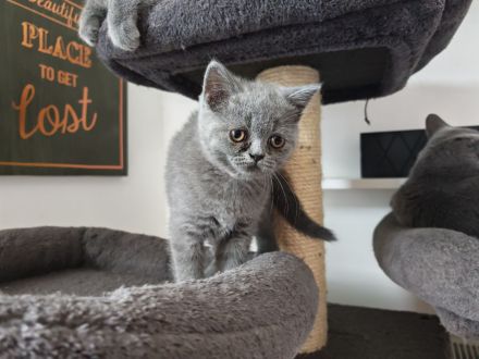 BKH Kitten dürfen ausziehen