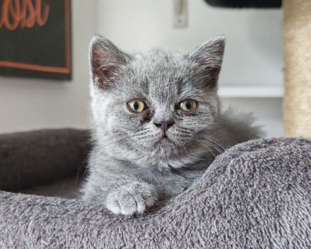 BKH Kitten dürfen ausziehen