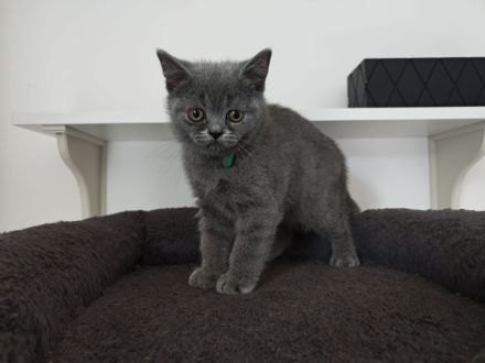 BKH Kitten dürfen ausziehen