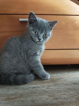 BKH Kitten dürfen ausziehen