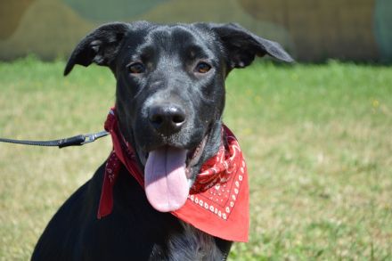 ALIDA, Mini-Labrador/Pinscher Mischling (kastriert) SGB 625,00 €