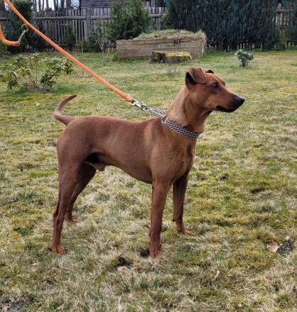 Deutscher Pinscher Deckrüde - Rüde rot Geprüfte Identität
