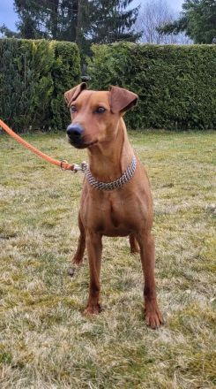 Deutscher Pinscher Deckrüde - Rüde rot Geprüfte Identität