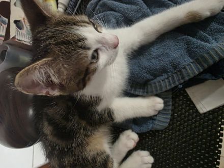 Babykatzen
