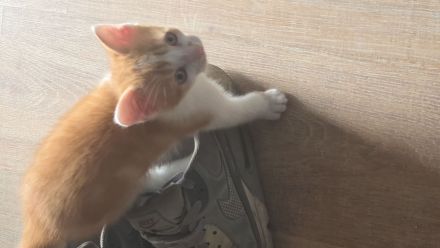 Babykatzen