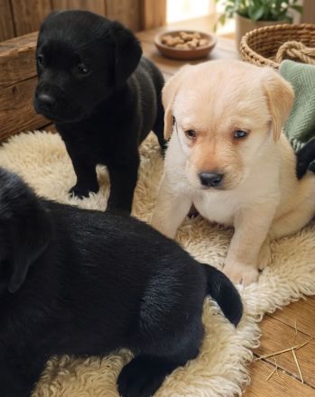 Labrador Welpen