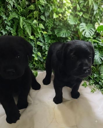 Labrador Welpen