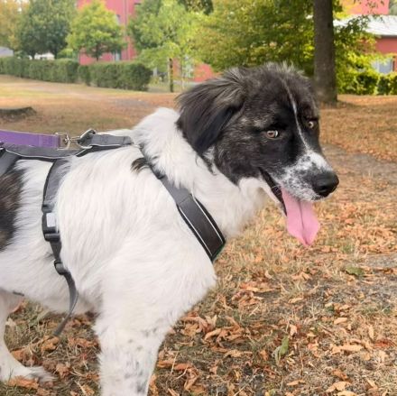 Bella sucht ihre Hundeerfahrenen Menschen....